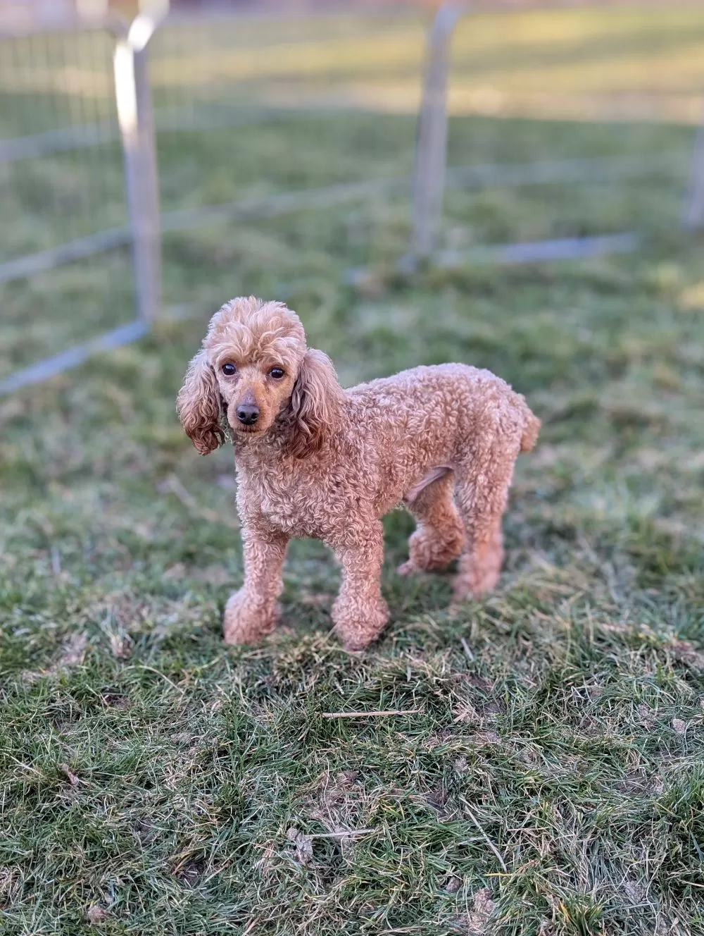 Mini Poodle