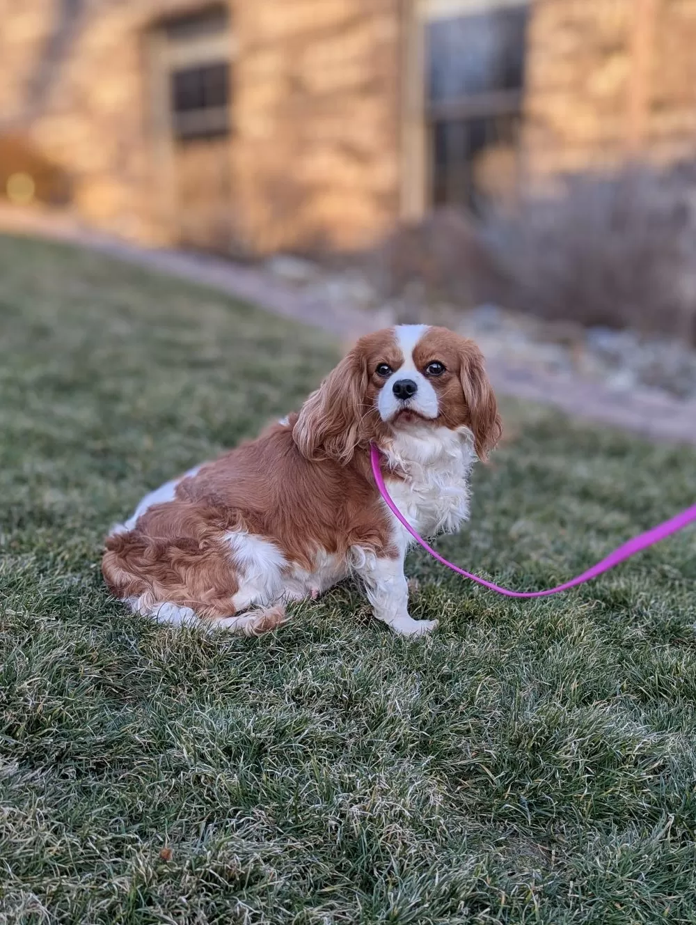 Cavalier King Charles Spaniel