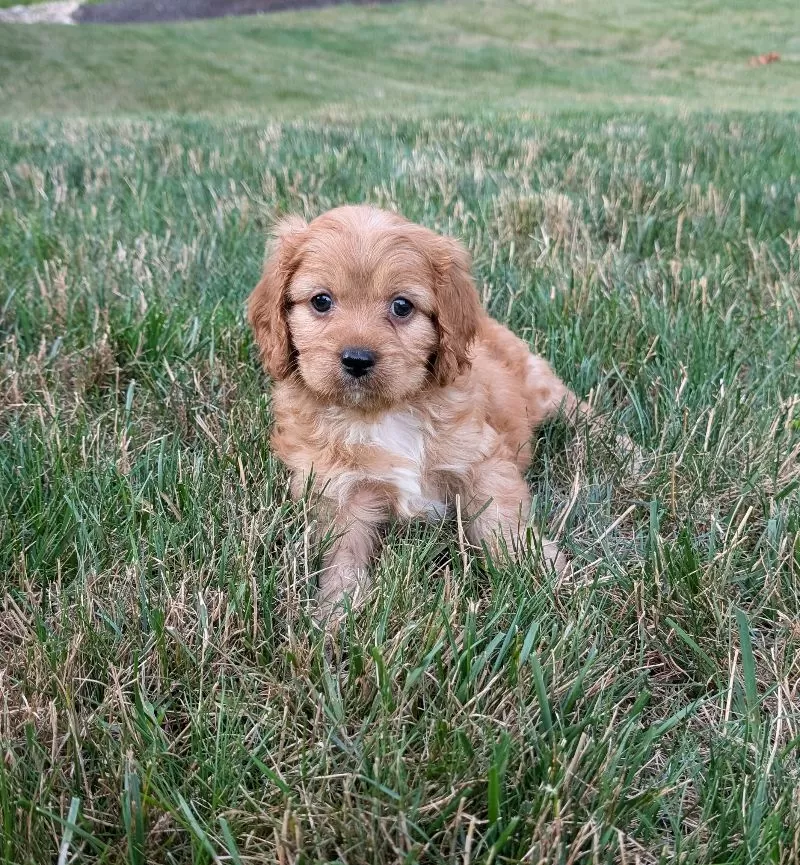 Rusty