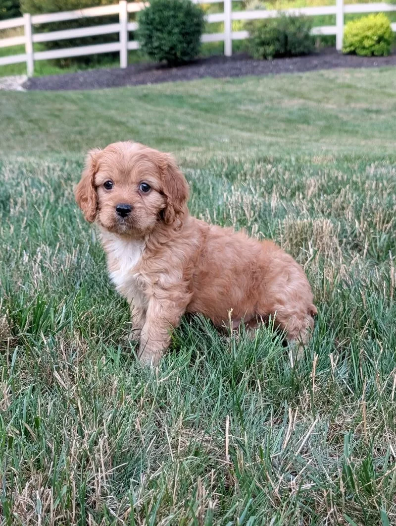 Rusty