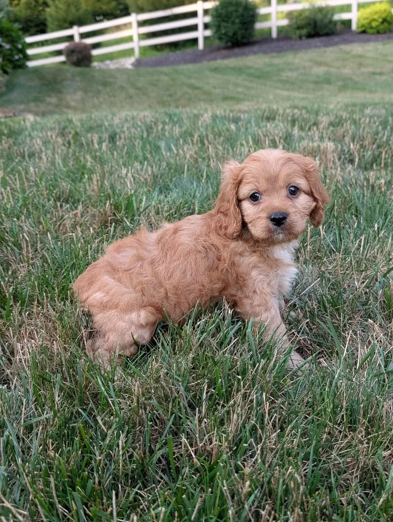 Rusty