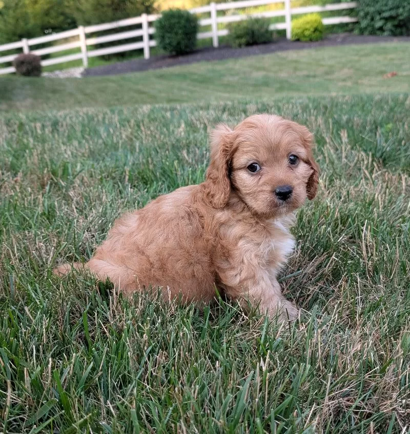Rusty