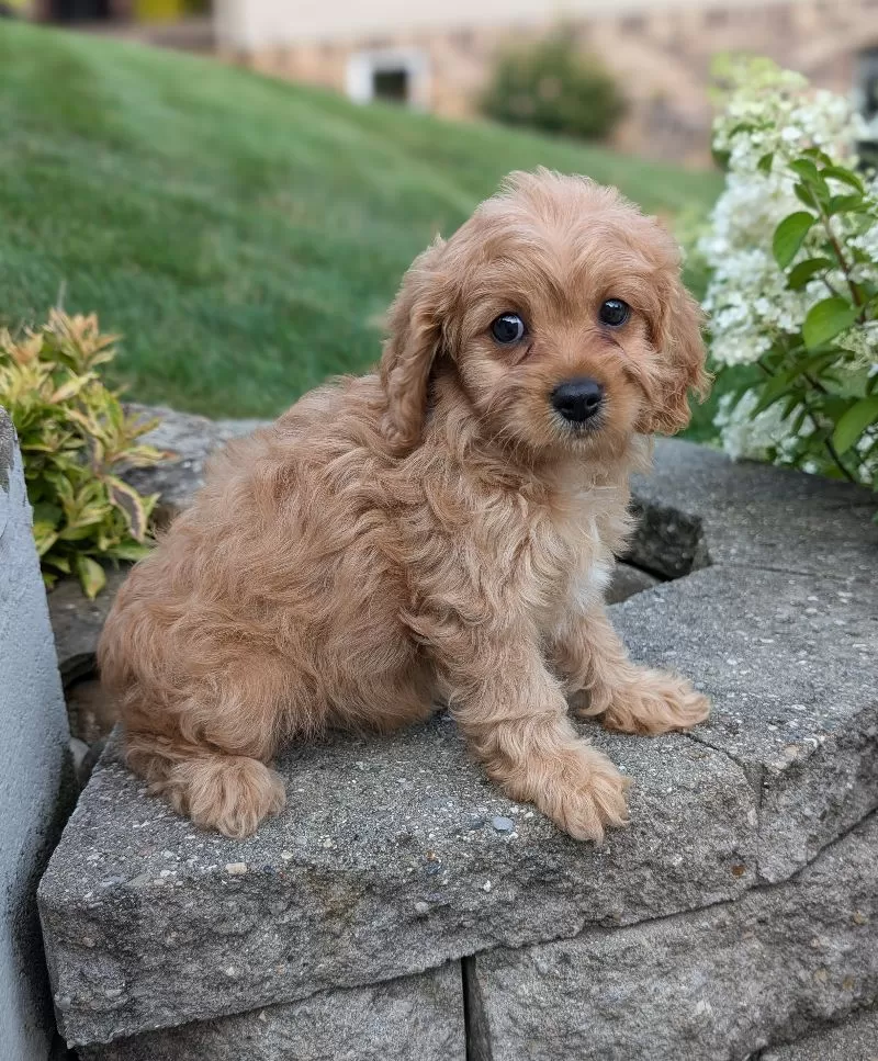 Abby