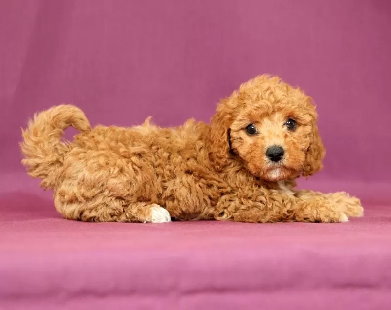 Puppy Name: Luna