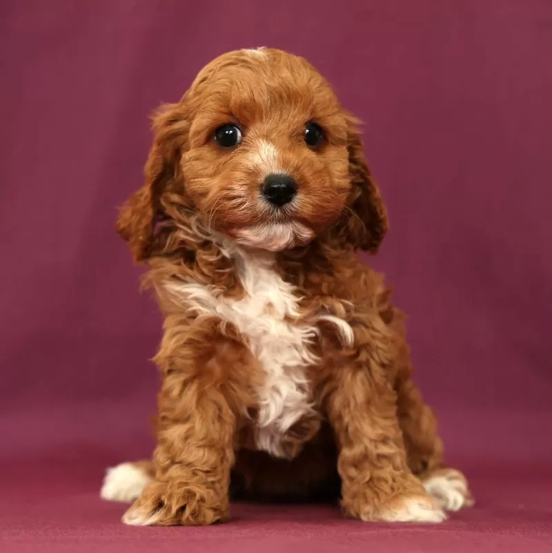 Puppy Name: Lacey
