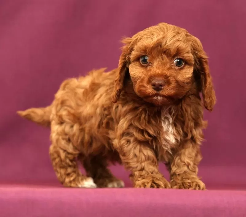 Puppy Name: Leo